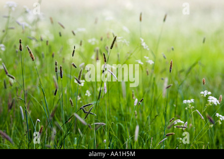 Les herbes folles dans une prairie du Yorkshire, au début de l'été. Banque D'Images