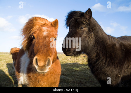 dh SHETLAND PONEY Royaume-Uni Ponies tête de lit bétail de race deux animaux Paire Ecosse Banque D'Images