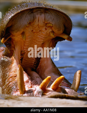 L'Afrique, l'hippopotame de mammifères Banque D'Images