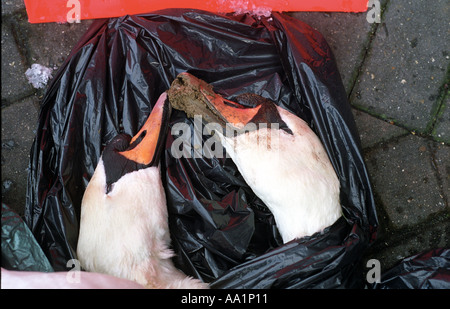 La mort par électrocution tragique des câbles d'alimentation d'un couple de cygnes tuberculés Banque D'Images