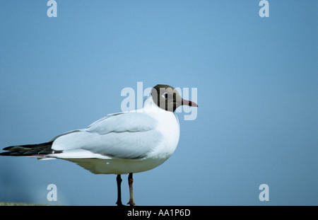 Mouette Noir debout sur sea wall Banque D'Images