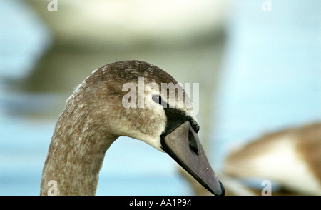 Jeune cygne muet ; cygnus anatidae Banque D'Images