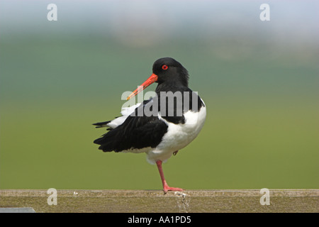 Huîtrier pie Haematopus ostralegus se tient sur une jambe sur Kent UK printemps clôture Banque D'Images