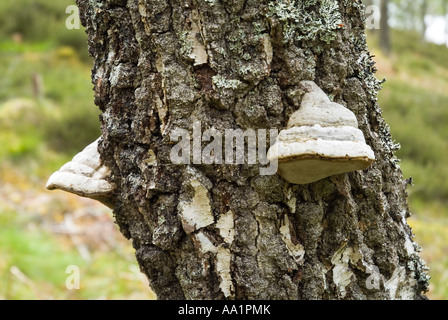 Dh l'Amadou champignon Fomes fomentarius UK CHAMPIGNONS sur tronc d'arbre écorce dans Forêt écossaise de la croissance du bois Banque D'Images