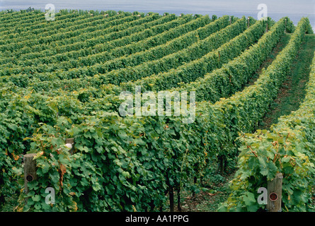 Vinyard, Penticton, Colombie-Britannique, Canada Banque D'Images