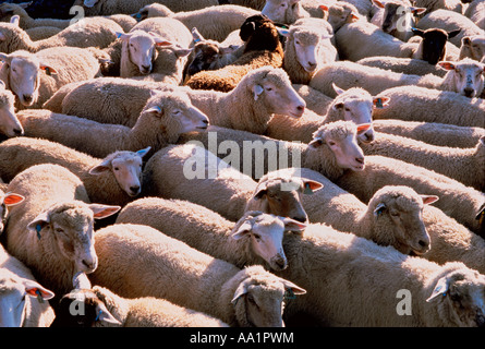 Les moutons, Alberta, Canada Banque D'Images