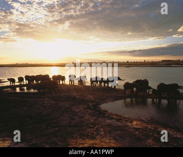 Troupeau d'éléphants sur la rivière Chobe, au Botswana, au coucher du soleil Banque D'Images
