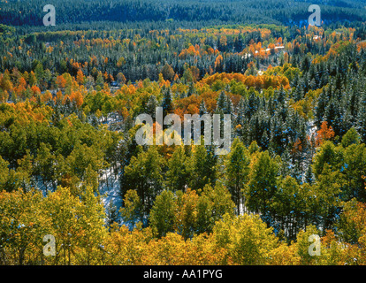 Essence : épicéa et peuplier arbres en automne la région de Kananaskis, Alberta, Canada Banque D'Images