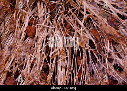 Close-up de Hosta feuilles en automne Banque D'Images