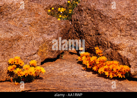 Fleurs sauvages, Bokleikraal Kamiesberg, Plateau, Northern Cape, Afrique du Sud Banque D'Images