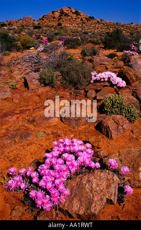 Fleurs sauvages près de Paul's Hoek, Namaqualand, Northern Cape, Afrique du Sud Banque D'Images