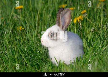 Lapin dans l’herbe Banque D'Images