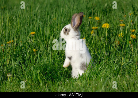 Lapin dans l’herbe Banque D'Images