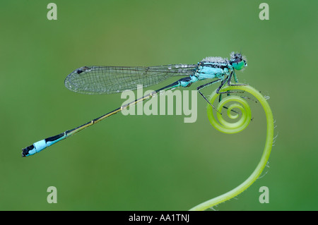 Demoiselle Banque D'Images