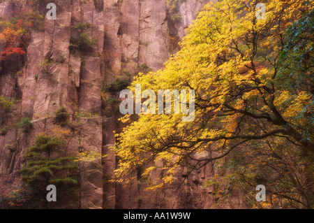 En automne Mont Huangshan, Anhui Province, China Banque D'Images