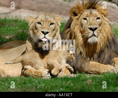 Portrait de famille de lions Banque D'Images