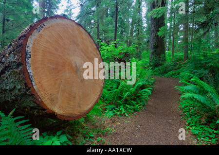 Tronc d'arbre, Quinault Rainforest, Olympic National Park, Washington, USA Banque D'Images