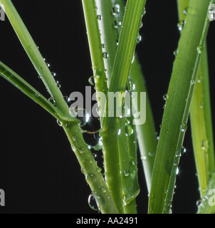 Les gouttelettes d'eau sur les feuilles et tiges de la plante de l'orge Banque D'Images