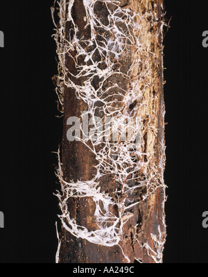 Champignon Armillaria mellea mycellium miel et rhizomorphes sous l'écorce d'un chêne Quercus robur Banque D'Images