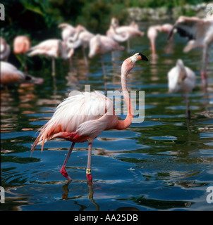 Flamants Roses, Sea World, Orlando, Floride, USA Banque D'Images