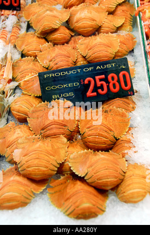 Balmain Bugs (cigale de mer) à la vente Banque D'Images