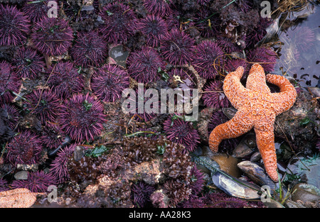 Jz1141 Purple oursins et étoiles de mer ocre à marée basse. Côte du Pacifique aux États-Unis. Photo Copyright Brandon Cole Banque D'Images