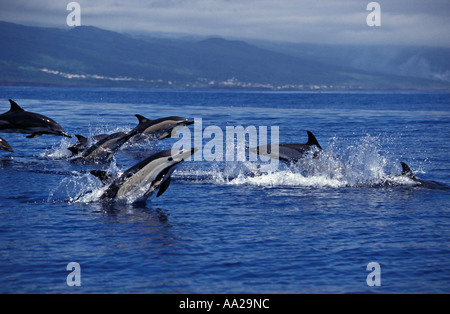 Ln6133 dauphins communs, Delphinus delphis. Açores Océan Atlantique. Photo Copyright Brandon Cole Banque D'Images