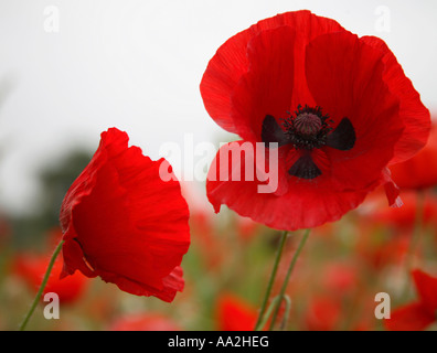 Deux coquelicots Banque D'Images