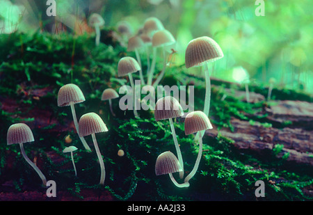 Bonnet commun Champignons, Mycena galericulata . Organe de fructification grappe sur l'écorce d'arbre Banque D'Images