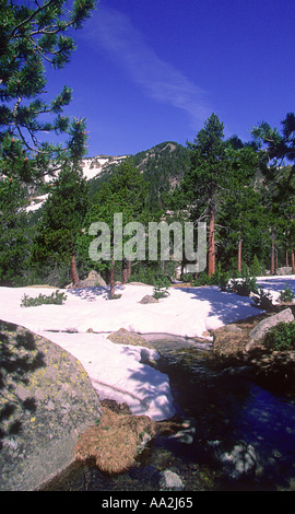 Pins, Pinus mugo. Bois et la neige. Pyrènes. Province de Gérone. Espagne Banque D'Images