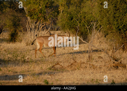 L'antilope rouanne mâle Parc National de Chobe au Botswana Afrique du Sud Banque D'Images