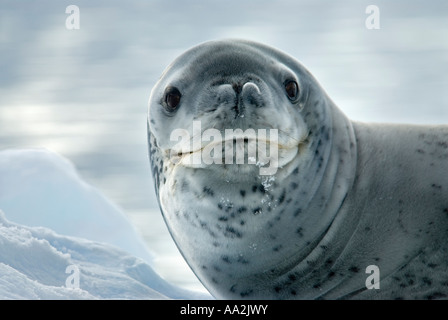 Portrait de leopard seal, Hydrurga leptonyx, Danco Island, l'Antarctique. Banque D'Images