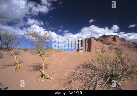 Brea douilles (Parkinsonia praecox, anciennement Cercidium praecox) et des formations de roche de grès rouge, le Parc national Talampaya, Argentine Banque D'Images