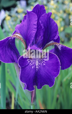 Iris sibirica 'Silver Edge', pavillon de Sibérie, fleur bleue, jardin plante d'iris Banque D'Images