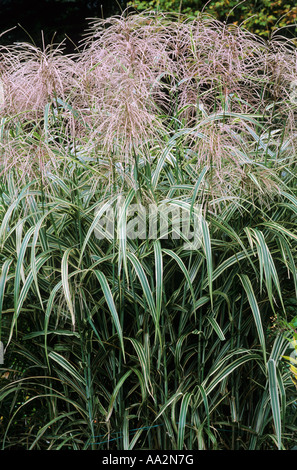 Miscanthus sinensis var. condensatus 'Cosmopolitan', herbe, plumes, fleurs, plumes, herbes flowerheads plante de jardin Banque D'Images