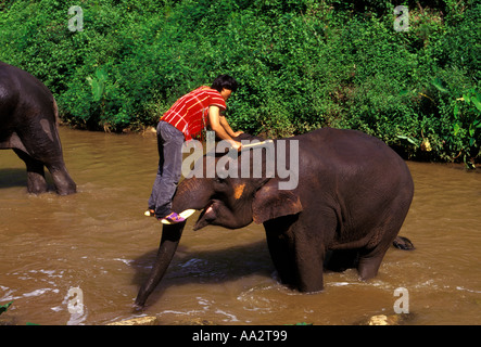 Thai man, mahout lave-éléphant, Mae Sa Elephant Camp, Chiang Mai, la province de Chiang Mai, Thaïlande, Asie du Sud, Asie Banque D'Images