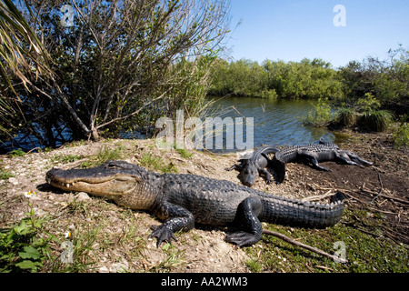 Alligator s sortis de l'eau et au soleil Banque D'Images