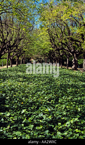 Voir entre deux rangées d'arbres en raison de Palais Royal de Pedralbes, Palau Reial de Pedralbes, Barcelone, Espagne Banque D'Images