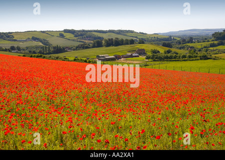 Champ de coquelicots Carisbrooke Ile de Wight Angleterre UK Banque D'Images