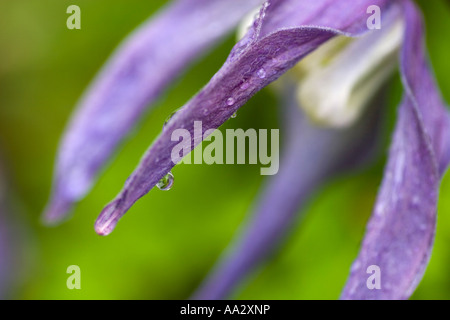 Frances Rivis Clematis alpina Banque D'Images