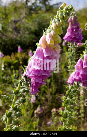 La Politique Commune de Digitales Digitalis purpurea sauvage de plus en plus grande sur la montagne des pluies dans la République tchèque. Banque D'Images