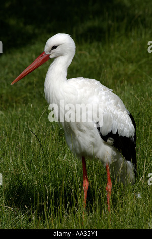 Sylt stork au zoo privé à Tinnum Banque D'Images