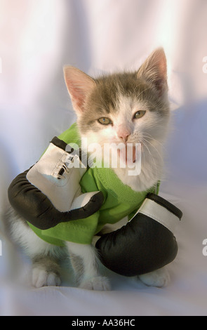 Cat de silencieux Banque D'Images