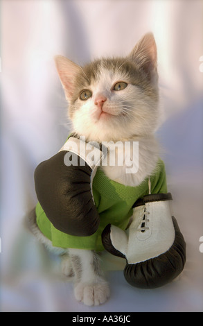 Cat de silencieux Banque D'Images