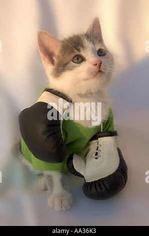 Cat de silencieux Banque D'Images