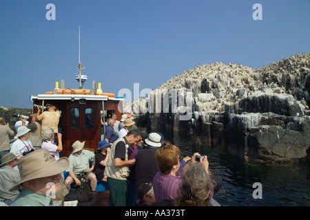 Personnes sur un voyage en bateau de l'île d'agrafage Iles Farne Northumberland England Banque D'Images