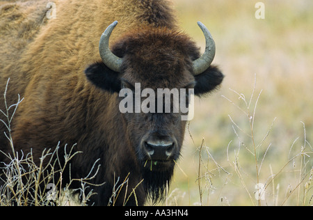 Le bison des bois Northern BC Canada Banque D'Images