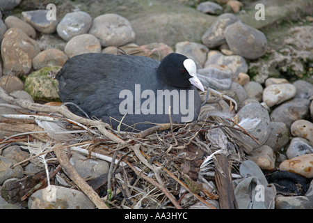 Coot Fulica atra sur Cornwall nid Banque D'Images