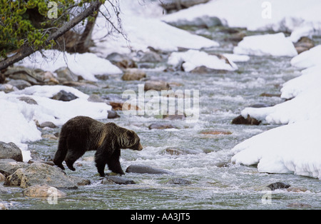 Grizzly bear, dans le parc national Banff, Alberta, Canada Banque D'Images