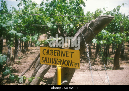 Cabernet vineyard à Mendoza dans l'ouest de l'Argentine Banque D'Images
